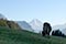 Cow grazing at sunset - © Norbert Pousseur