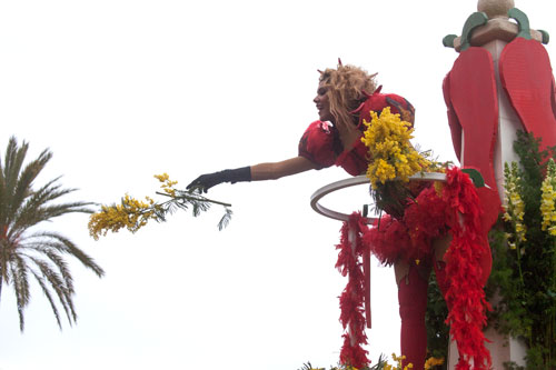 Un jet de mimosa - © Norbert Pousseur