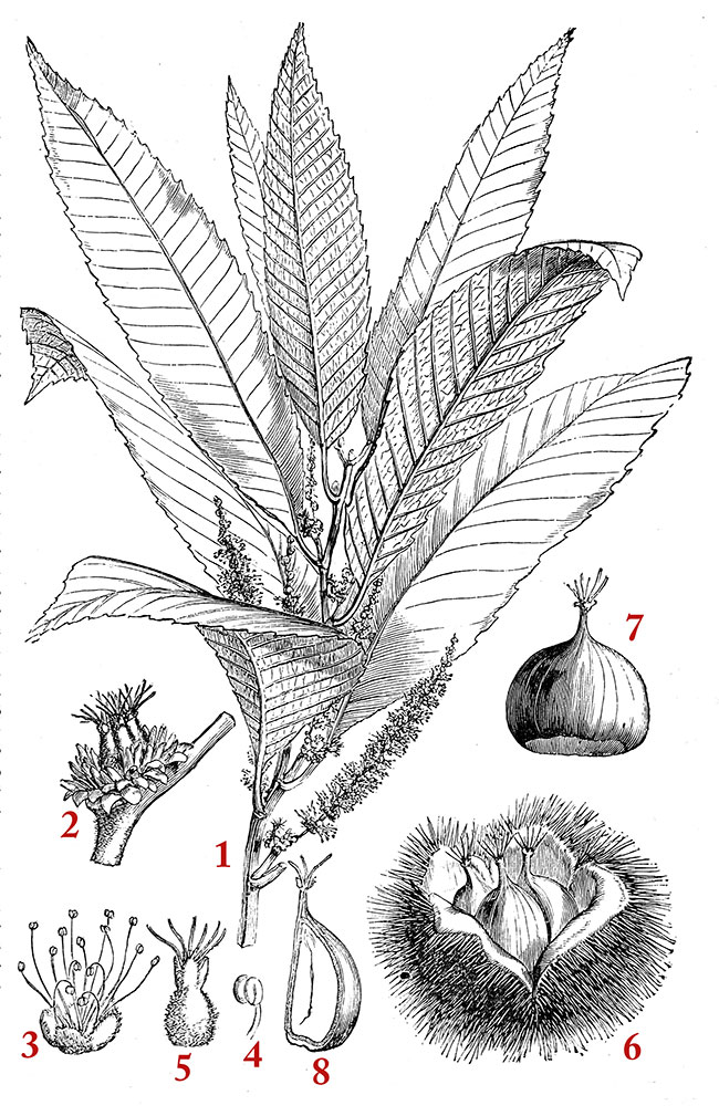 Les différentes parties du châtaignier - gravure reproduction © Norbert Pousseur