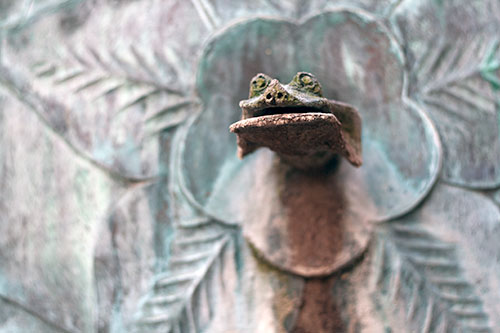 Crapaud de fontaine - © Norbert Pousseur