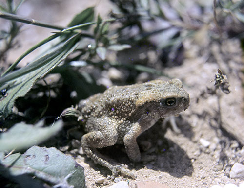 Crapaud sur sol sec - © Norbert Pousseur