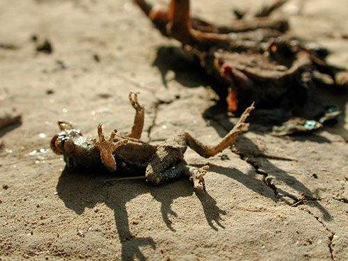 Cadavre de crapaud - © Norbert Pousseur