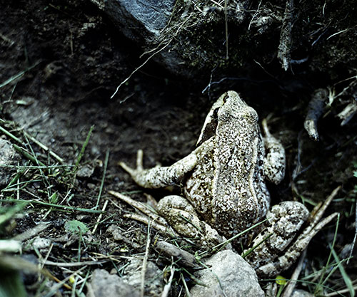 Crapaud en forêt - © Norbert Pousseur