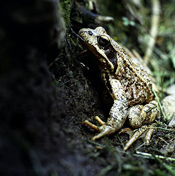 Crapaud contre un tronc - © Norbert Pousseur