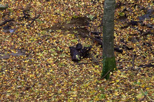 Sous-bois d'automne - © Norbert Pousseur