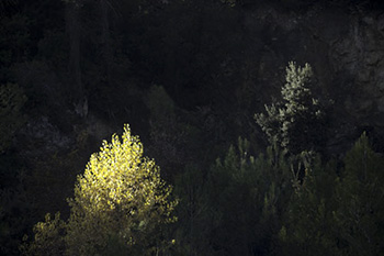 Orme en automne - © Norbert Pousseur