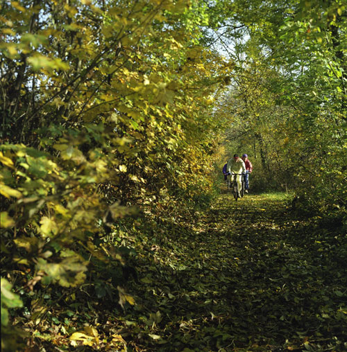 Vélos sur chemin d'automne - © Norbert Pousseur