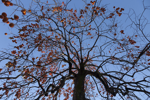 Silhouette de plaqueminier à l'automne - © Norbert Pousseur