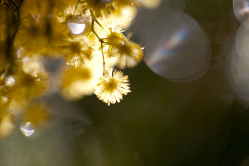 Mimosa après la pluie - © Norbert Pousseur