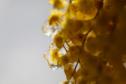 Mimosa sous le gel - © Norbert Pousseur
