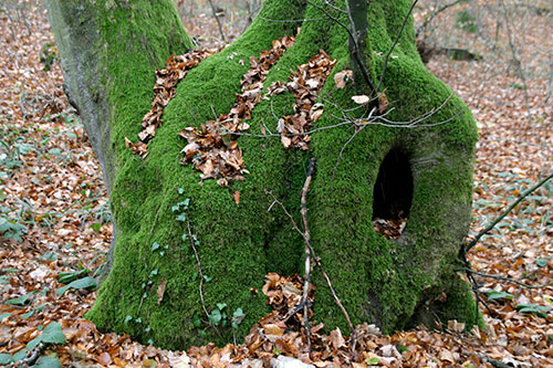 Manteau de mousses - © Norbert Pousseur