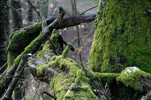 Mousses sur branches mortes - © Norbert Pousseur