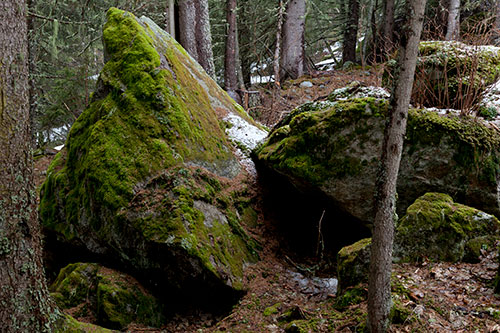 Mousses en forêt de montagne - © Norbert Pousseur