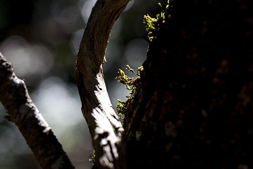 Mousses sur vieux tronc - © Norbert Pousseur
