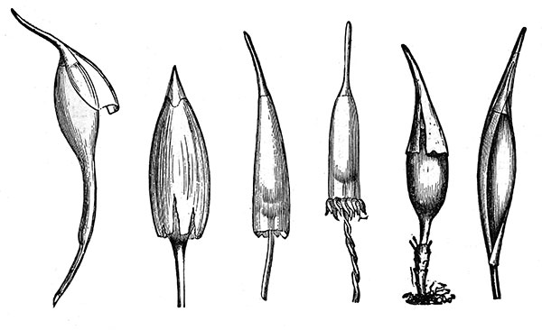 Coiffes de mousses - reproduction © Norbert Pousseur