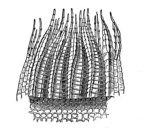 Péristome de Bryum intermedium - reproduction © Norbert Pousseur