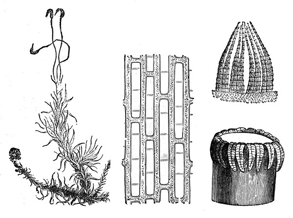 Dessin de feuille de mousse - reproduction © Norbert Pousseur