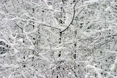 Buissons arbustifs dans la neige - © Norbert Pousseur