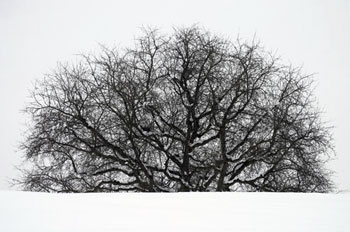 Poirier sous la neige - Niedorhordorf - © Norbert Pousseur