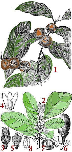 Les différentes parties du plaqueminier, gravure extraite du dictionnaire de Vorepierre  - reproduction Norbert Pousseur