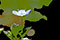 Fleur de véronique en silhouette - © Norbert Pousseur