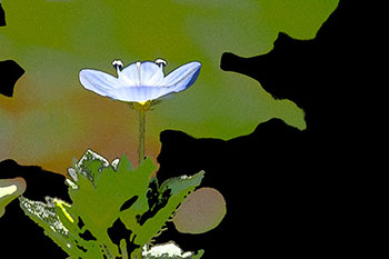 Fleur de véronique en silhouette - © Norbert Pousseur
