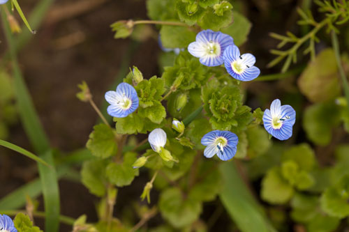 Plant de fleurs de véronique - © Norbert Pousseur