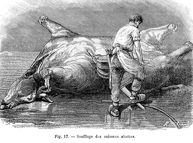 Blowing of an ox - reproducción © Norbert Pousseur