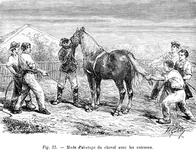 Cheval entravé - reproduction © Norbert Pousseur