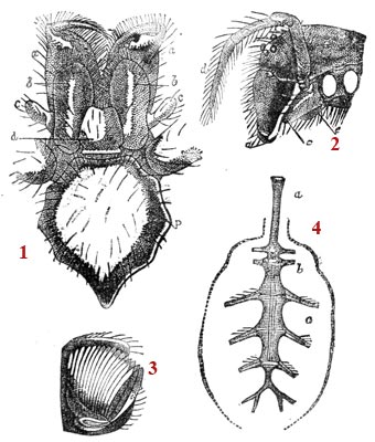 Dessin schématiques sur l'araignée - reproduction © Norbert Pousseur