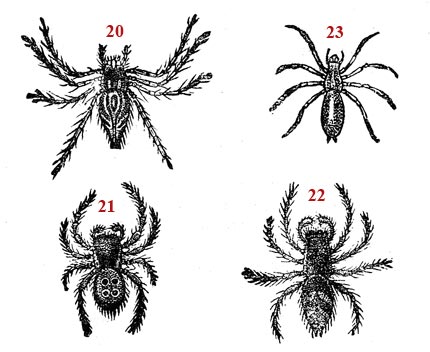 Dessin schématiques sur l'araignée - reproduction © Norbert Pousseur