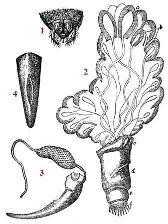 Dessin schématiques sur l'araignée - reproduction © Norbert Pousseur