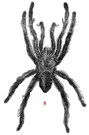 Dessin schématiques sur l'araignée - reproduction © Norbert Pousseur