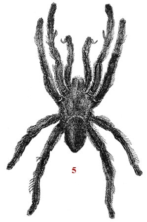 Drawing schematic on the spider - reproduction © Norbert Pousseur