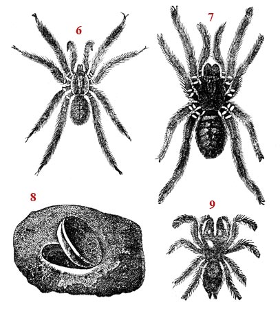 Dessin schématiques sur l'araignée - reproduction © Norbert Pousseur