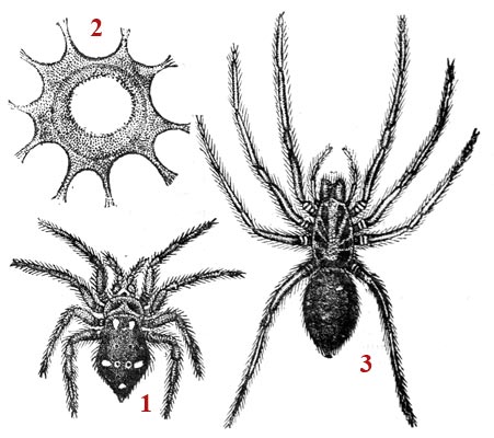 Drawing schematic on the spider - reproduction © Norbert Pousseur
