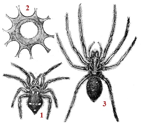 Dessin schématiques sur l'araignée - reproduction © Norbert Pousseur