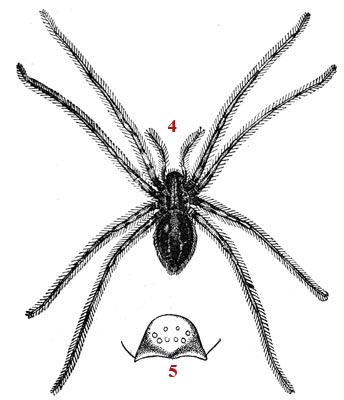 Drawing schematic on the spider - reproduction © Norbert Pousseur