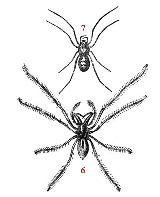 Dessin schématiques sur l'araignée - reproduction © Norbert Pousseur