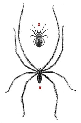 Dessin schématiques sur l'araignée - reproduction © Norbert Pousseur