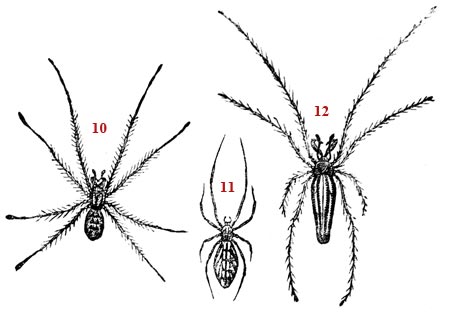 Dessin schématiques sur l'araignée - reproduction © Norbert Pousseur