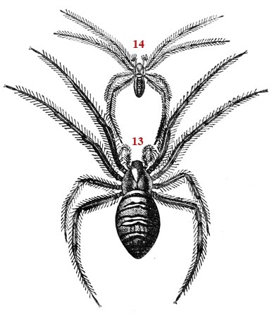 Drawing schematic on the spider - reproduction © Norbert Pousseur