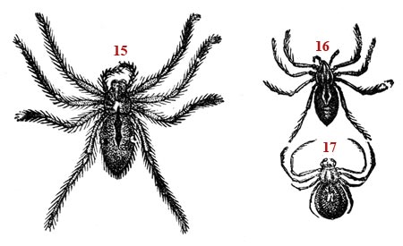 Dessin schématiques sur l'araignée - reproduction © Norbert Pousseur
