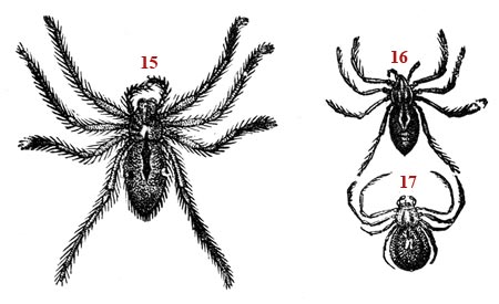 Drawing schematic on the spider - reproduction © Norbert Pousseur