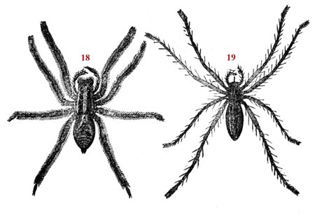 Drawing schematic on the spider - reproduction © Norbert Pousseur