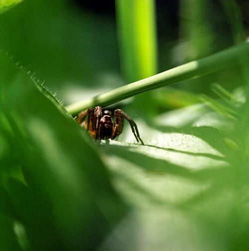 Spider lying in wait - © Norbert Pousseur