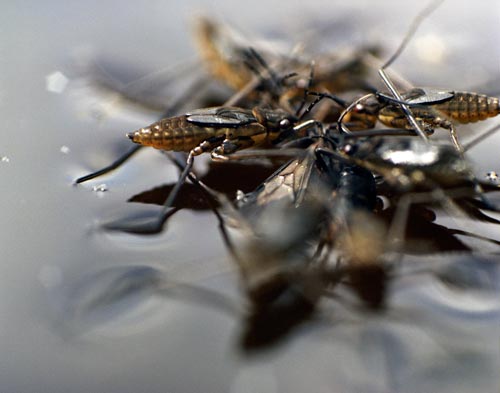 Araignées d'eau - © Norbert Pousseur
