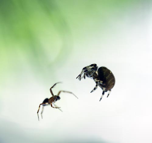 Lutte d'araignées - © Norbert Pousseur