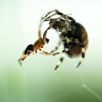 Lutte d'araignées - © Norbert Pousseur