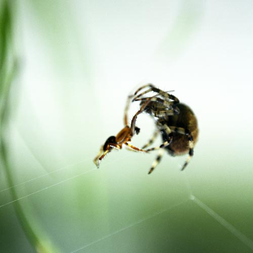 Corps à corps d'araignées - © Norbert Pousseur